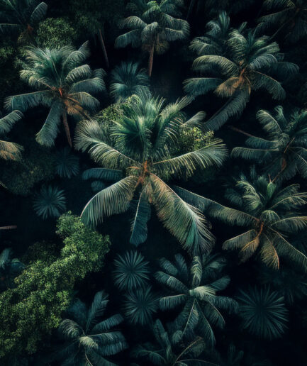 Palm forrest