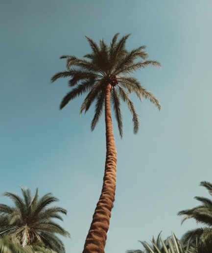 Palm solo